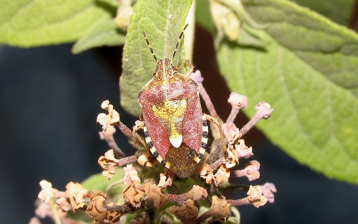 Pentatomidae: Dolycoris baccarum Linnaeus, 1758